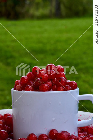 Red currant on green grass background in white cup Red currant on green grass background in white cup 116781333