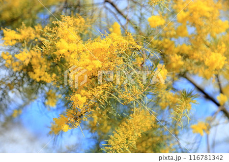 ギンヨウアカシアの花 満開 ギンヨウアカシアの花 満開 116781342