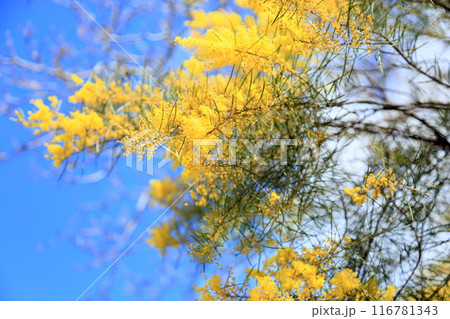 ギンヨウアカシアの花 満開 ギンヨウアカシアの花 満開 116781343