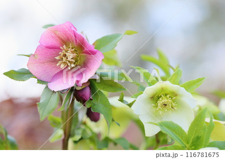 クリスマスローズの花　満開 116781675