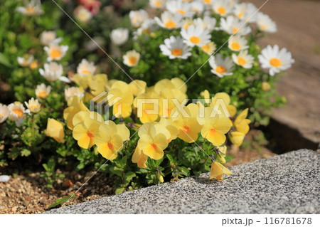 ビオラの花 ビオラの花 116781678