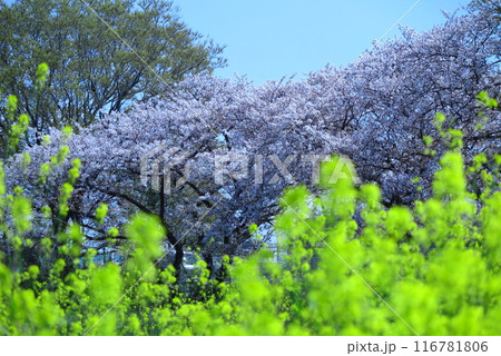 菜の花の背後に、満開の桜(手前の菜の花ピントぼけ) 菜の花の背後に、満開の桜(手前の菜の花ピントぼけ) 116781806
