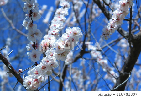 梅園の白い梅の花(空バック) 梅園の白い梅の花(空バック) 116781807