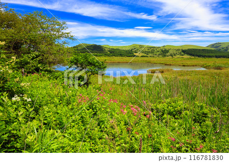 初夏の八島ヶ池 初夏の八島ヶ池 116781830