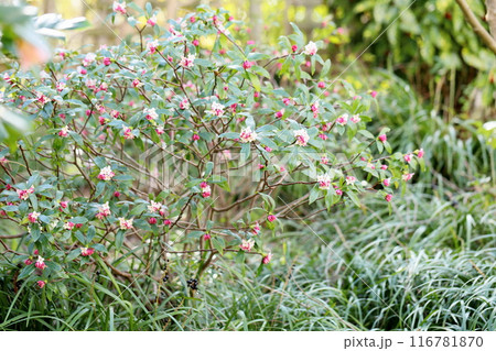 咲始め ジンチョウゲの花 咲始め ジンチョウゲの花 116781870
