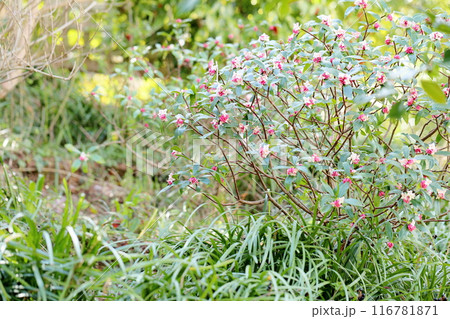 咲始め　ジンチョウゲの花 116781871
