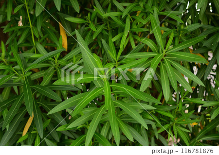 植木 植木 116781876