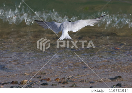 飛び立つコアジサシ 116781914