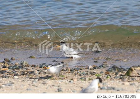 海岸で採餌するコアジサシ 海岸で採餌するコアジサシ 116782009