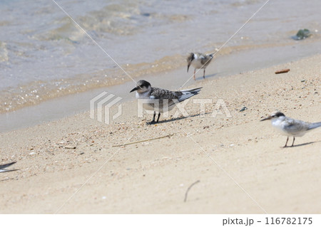 砂浜を歩くベニアジサシの幼鳥 砂浜を歩くベニアジサシの幼鳥 116782175