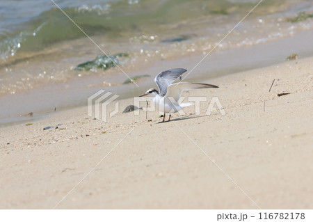 砂浜を歩くコアジサシの幼鳥 砂浜を歩くコアジサシの幼鳥 116782178