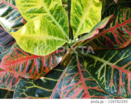 福岡市植物園の温室で育つクロトン　福岡県福岡市中央区小笹 116782293