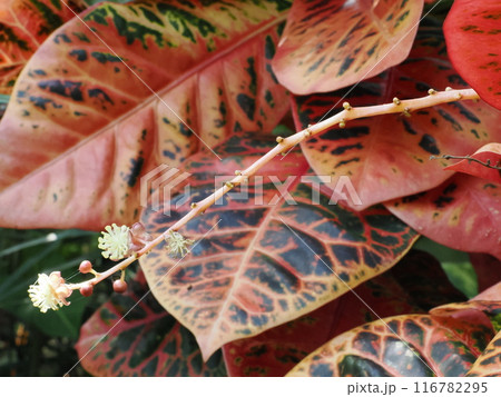 福岡市植物園の温室で育つクロトン　福岡県福岡市中央区小笹 116782295