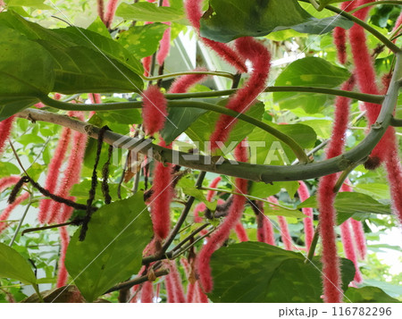 福岡市植物園の温室で育つ紅紐の木　福岡県福岡市中央区小笹 116782296