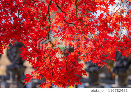 【紅葉素材】秋の長円寺の紅葉【長野県】 116782421