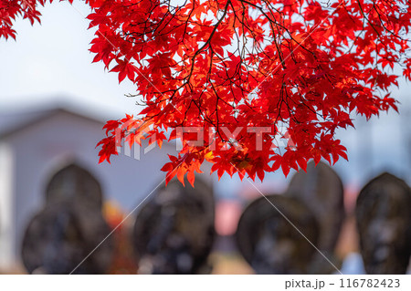 【紅葉素材】秋の長円寺の紅葉【長野県】 116782423