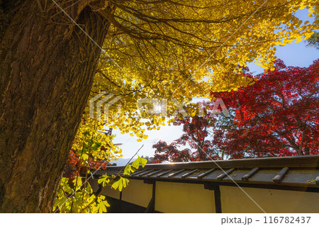 【紅葉素材】秋の長円寺の紅葉【長野県】 【紅葉素材】秋の長円寺の紅葉【長野県】 116782437
