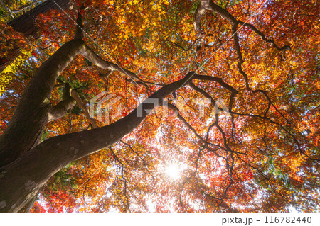 【紅葉素材】秋の長円寺の紅葉【長野県】 116782440