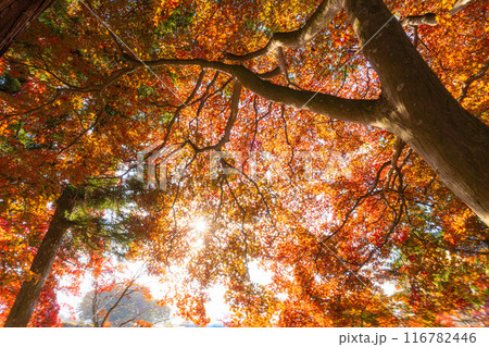【紅葉素材】秋の長円寺の紅葉【長野県】 116782446