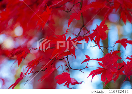 【紅葉素材】秋の長円寺の紅葉【長野県】 116782452