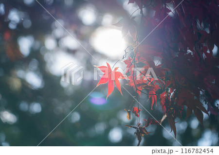 【紅葉素材】秋の長円寺の紅葉【長野県】 【紅葉素材】秋の長円寺の紅葉【長野県】 116782454