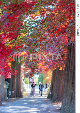 【紅葉素材】秋の長円寺の紅葉【長野県】 116782456