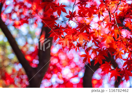 【紅葉素材】秋の長円寺の紅葉【長野県】 116782462