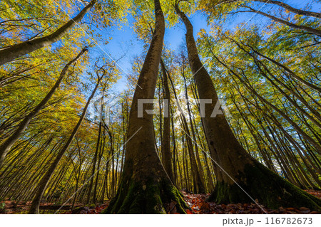 【森林素材】秋の美人林【新潟県】 【森林素材】秋の美人林【新潟県】 116782673