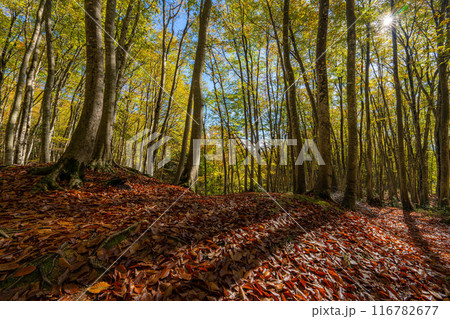【森林素材】秋の美人林【新潟県】 116782677