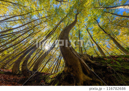 【森林素材】秋の美人林【新潟県】 【森林素材】秋の美人林【新潟県】 116782686