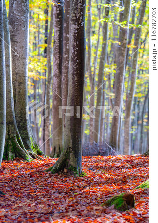 【森林素材】秋の美人林【新潟県】 【森林素材】秋の美人林【新潟県】 116782703
