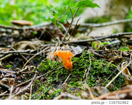 漏斗状の傘をもつアンズタケ科アンズタケ 116782862