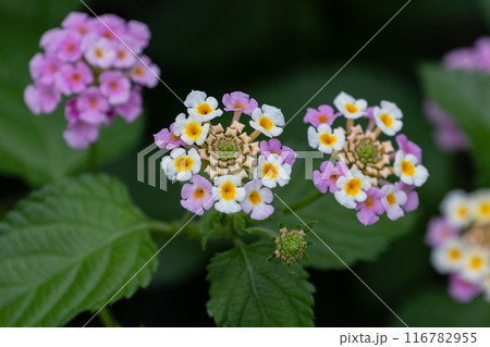 ランタナの花01 116782955