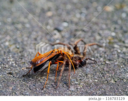 森林性クモアシダカグモ科コアシダカグモを狩るベッコウクモバチ 森林性クモアシダカグモ科コアシダカグモを狩るベッコウクモバチ 116783129