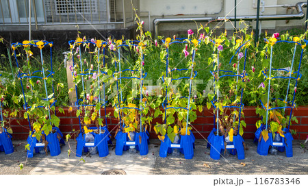 カラフルな朝顔 カラフルな朝顔 116783346