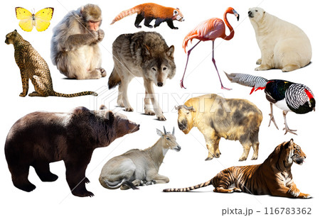 animal collection asia 116783362