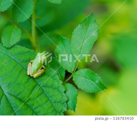 葉の上の雨蛙 116783410