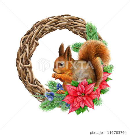 Winter season vintage style decor vine wreath with red squirrel. Watercolor illustration. Painted rustic Christmas time decoration with pine twig, poinsettia flower, forest squirrel. White background 116783764