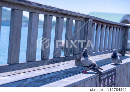 橋の欄干にとまるハト 116784363