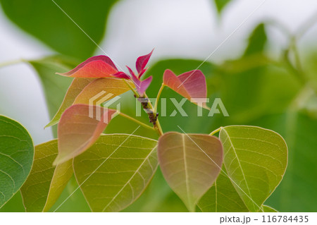 鮮紅色の新芽 トウダイグサ科アカメガシワ 鮮紅色の新芽 トウダイグサ科アカメガシワ 116784435