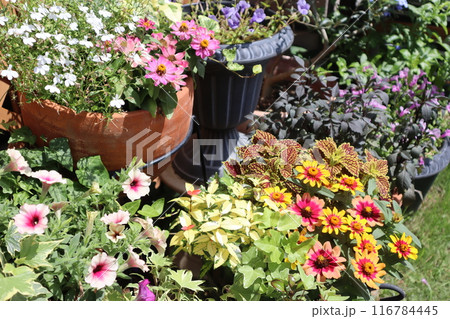 カラフルな夏の花の寄せ植え＆寄せ鉢 116784445