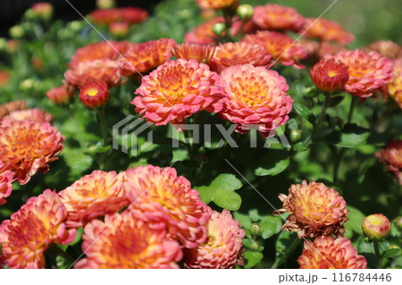 オレンジ色の鮮やかな小菊マムの花 116784446