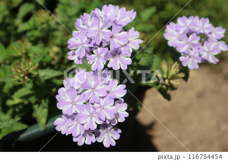 バーベナ・スーパーベナの花 バーベナ・スーパーベナの花 116784454