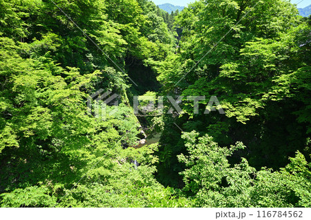 展望台からの眺め　大源太キャニオン　砂防堰堤直下の風景　新潟県湯沢町　 116784562