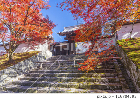 秋の京都　曼殊院　紅葉に包まれた勅使門 116784595