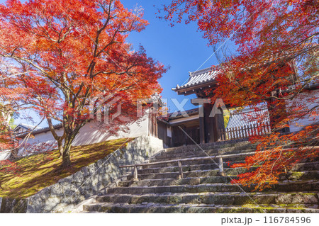 秋の京都 曼殊院 紅葉に包まれた勅使門 秋の京都 曼殊院 紅葉に包まれた勅使門 116784596