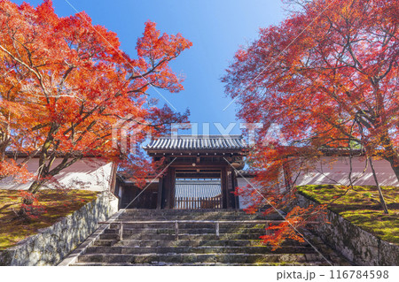 秋の京都　曼殊院　紅葉に包まれた勅使門 116784598