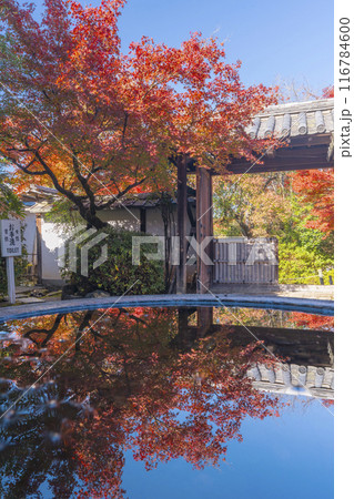 秋の京都　曼殊院　北通用門　水鉢に映る逆さ紅葉 116784600