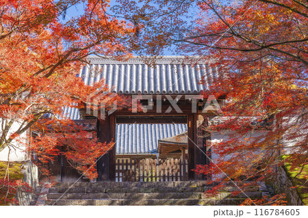 秋の京都　曼殊院　紅葉に包まれた勅使門 116784605