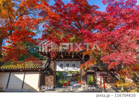秋の京都 紅葉に包まれた今宮神社の東門 秋の京都 紅葉に包まれた今宮神社の東門 116784610